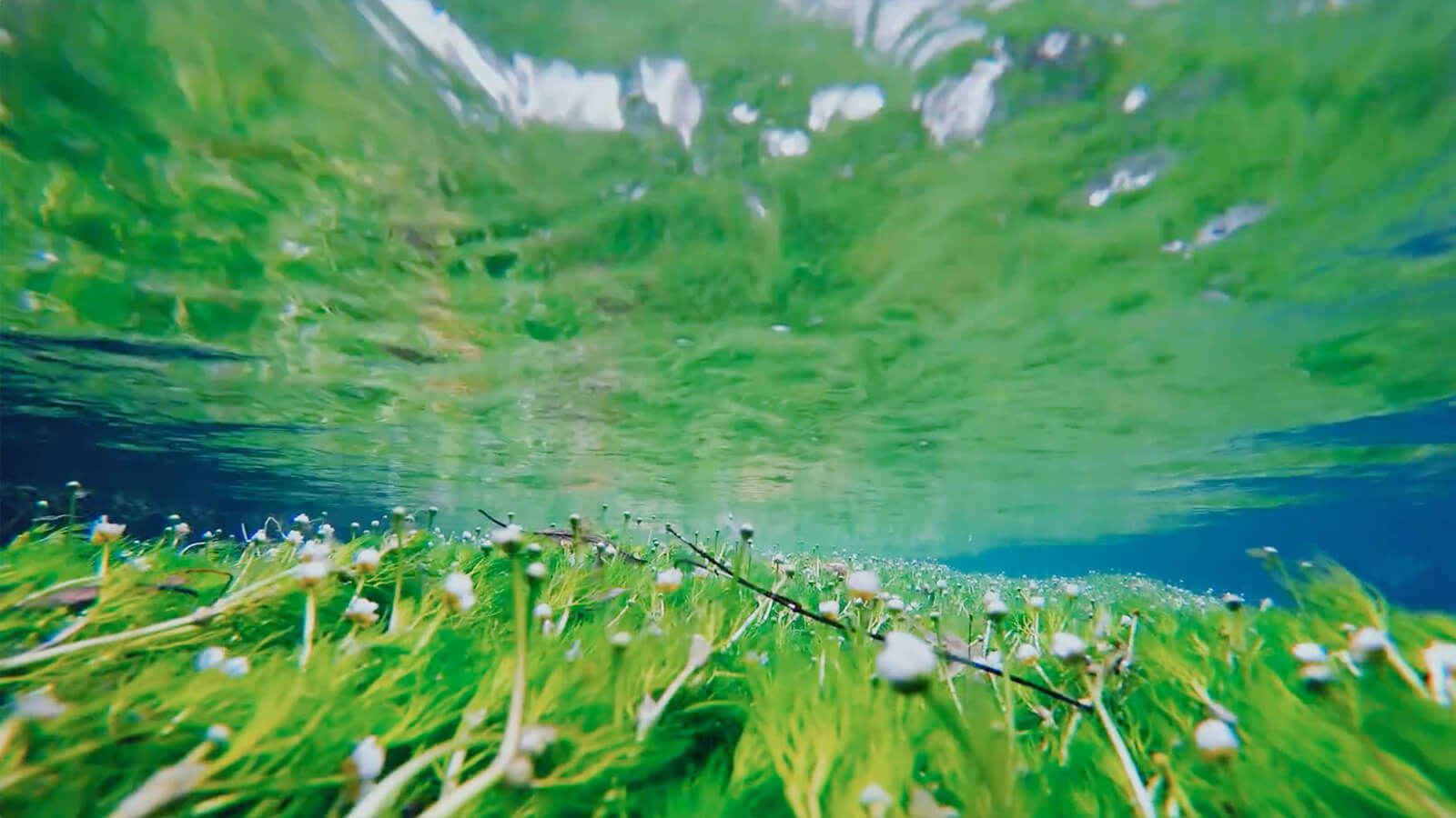 地蔵川の梅花藻の水中写真