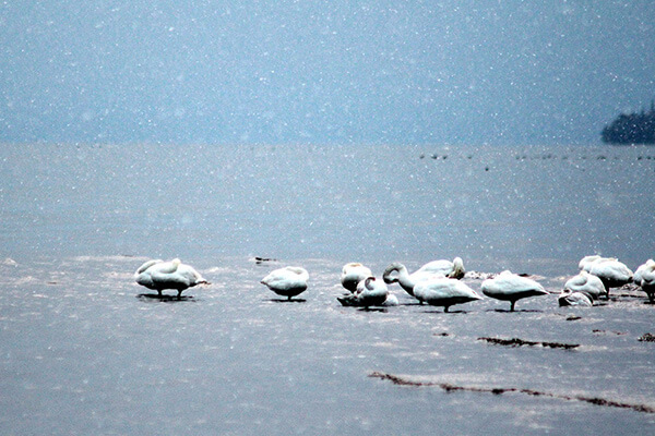 水鳥が群れるびわ湖