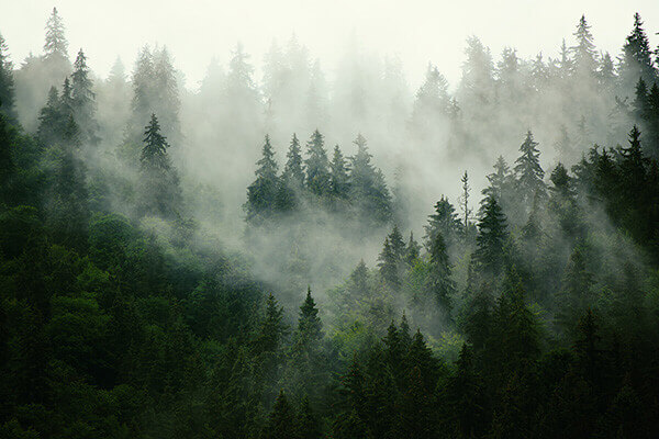 杉と桧の森