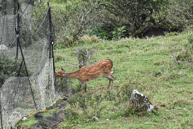 獣害対策のネットを食いちぎる鹿